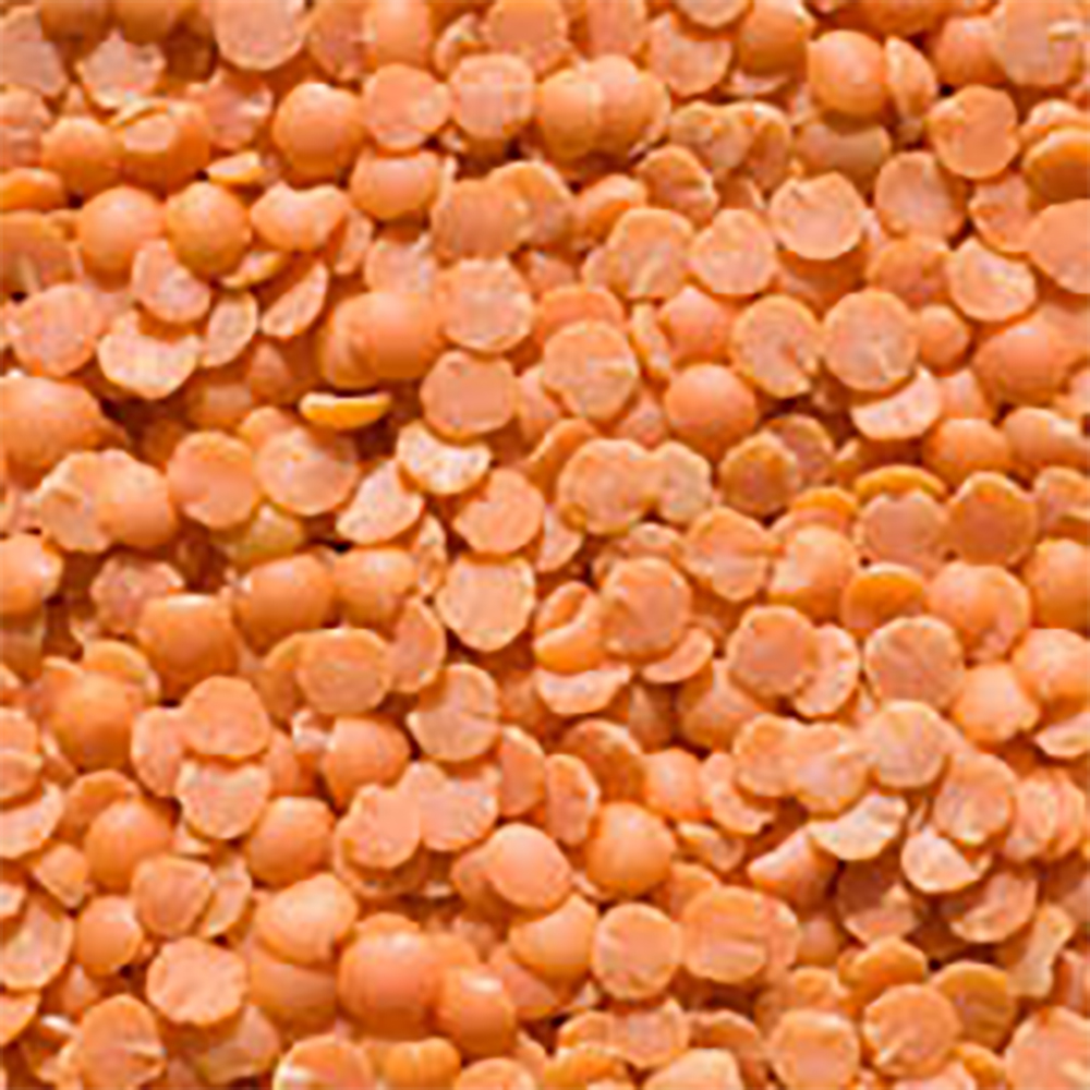 RED LENTILS