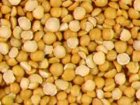 YELLOW SPLIT PEAS