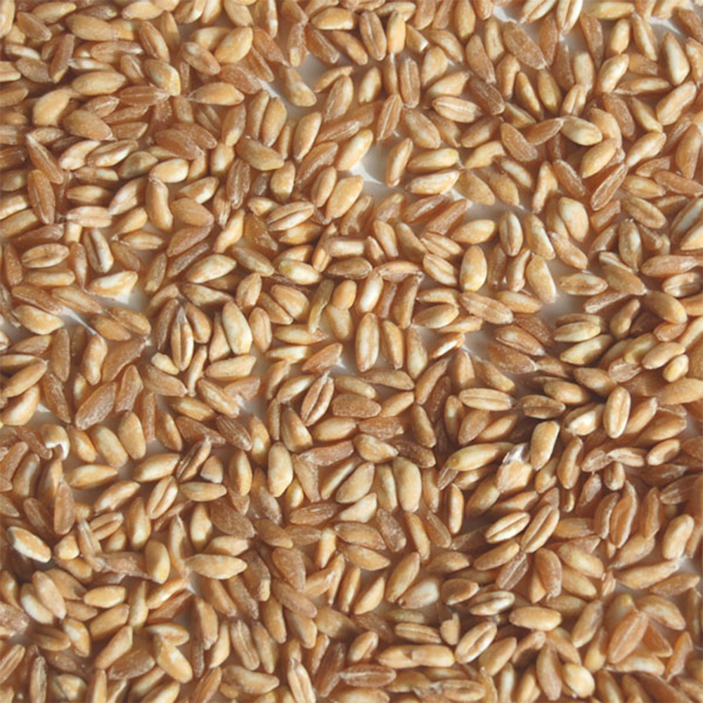 Farro, Semi-Pearled